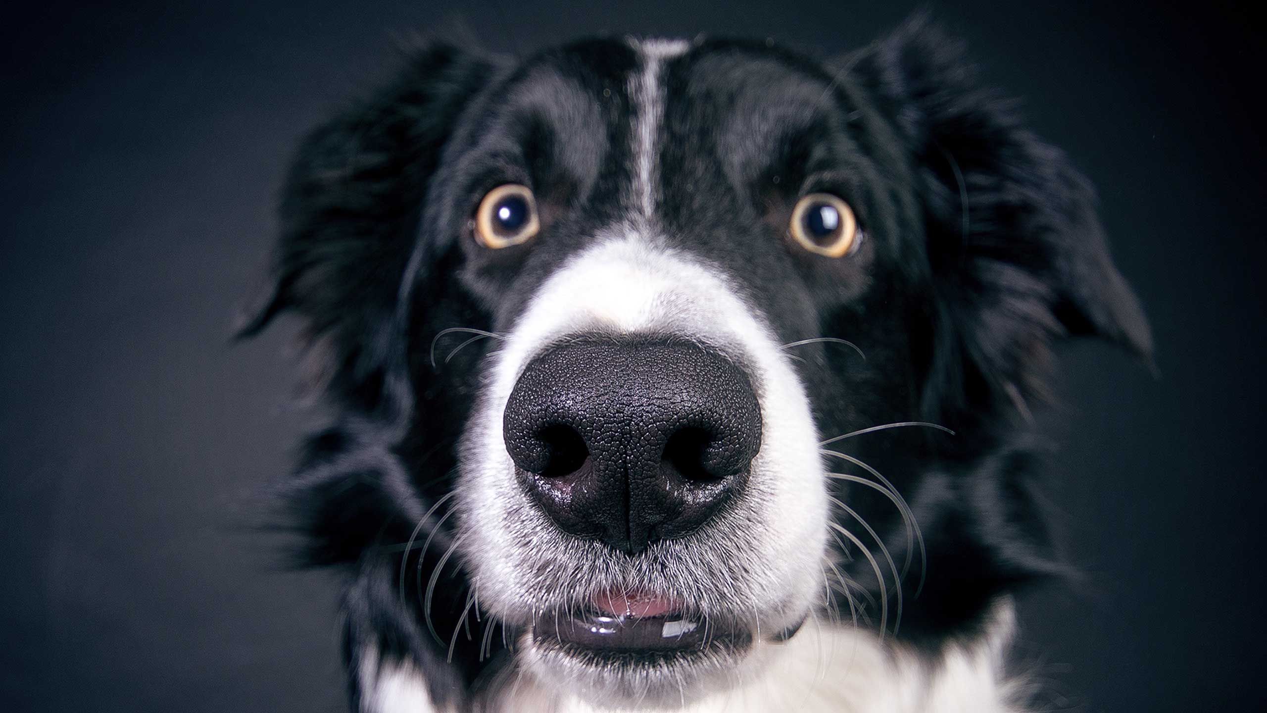 Anxious dogs can benefit from a massage.