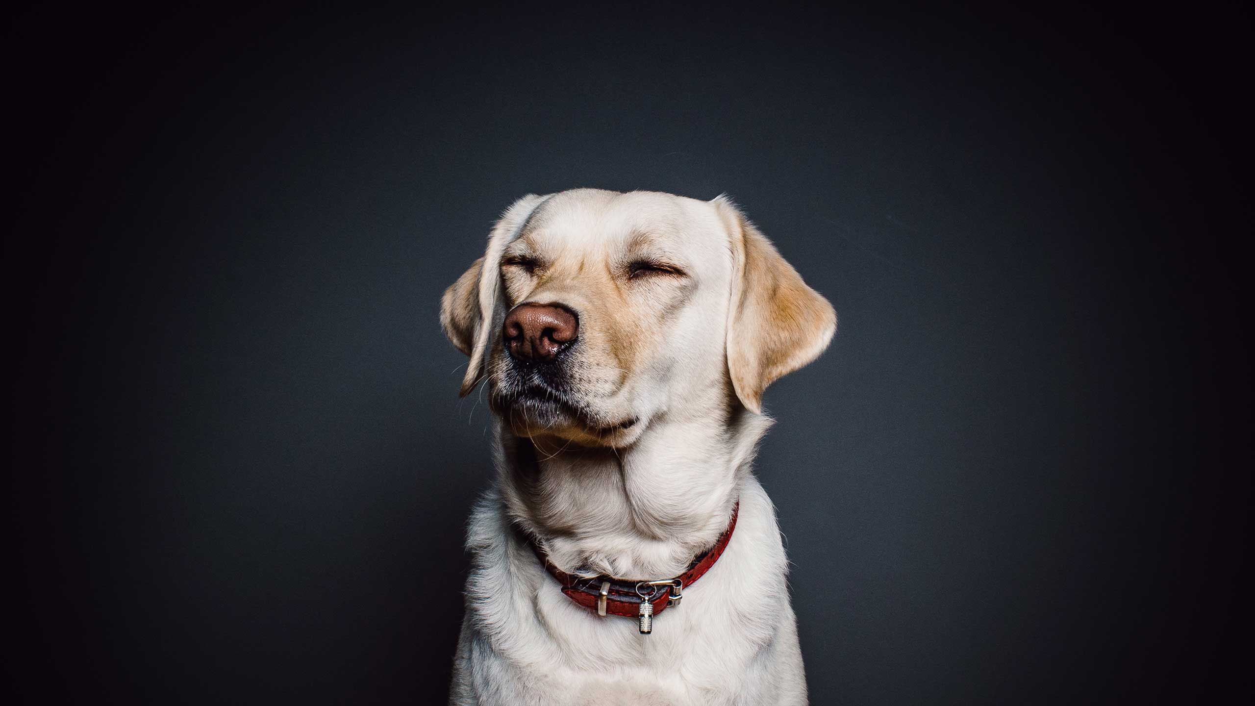 Arthritc dogs can benefit from a massage.